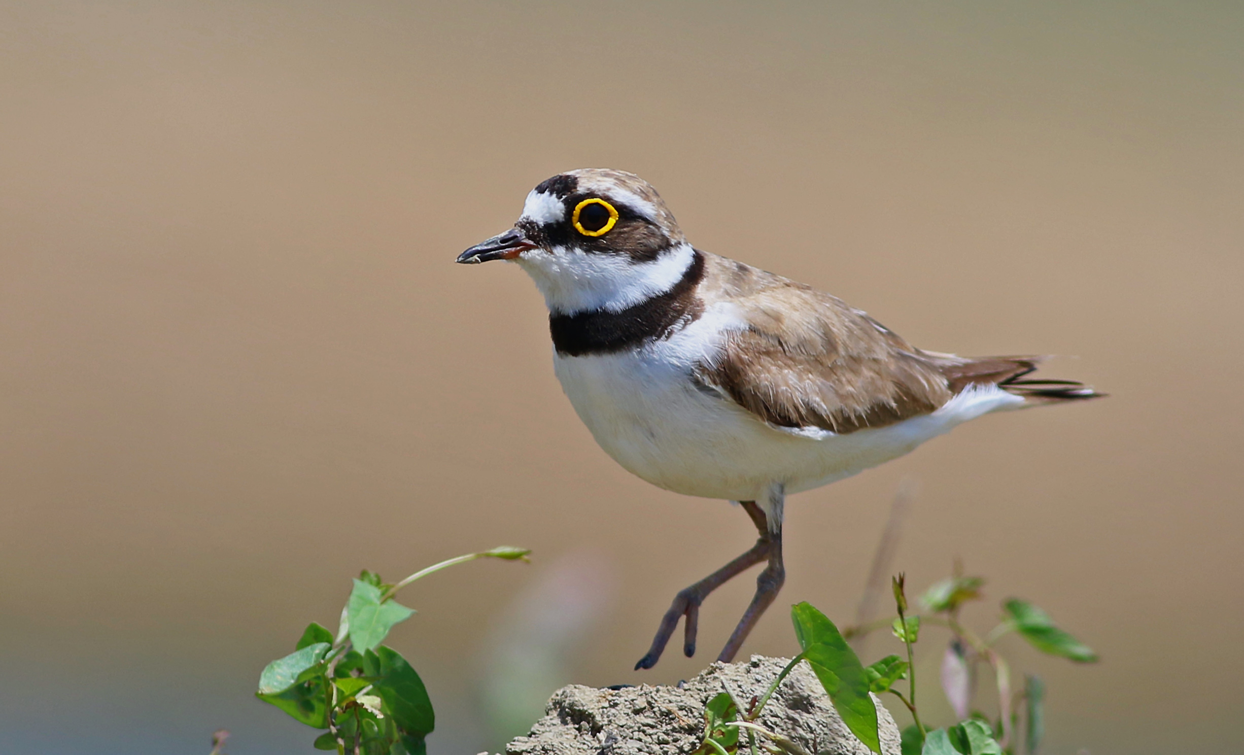 Little Ringed Plover